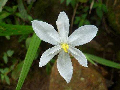 Cobana guatemalensis (Standl.) Ravenna