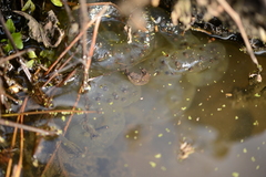 Hynobius quelpaertensis