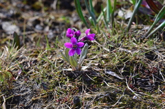 Primula pumila