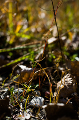 Sporobolus neglectus