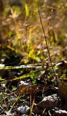 Sporobolus neglectus