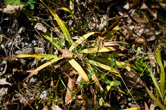 Carex granularis