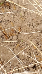 Camponotus festinatus