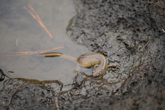 Hynobius quelpaertensis