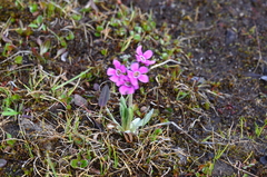 Primula pumila