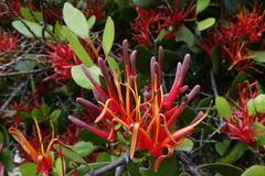 Peraxilla colensoi