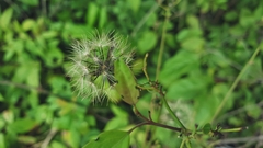 Porophyllum punctatum