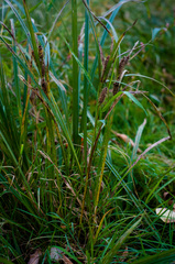 Carex frankii