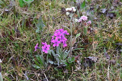 Primula pumila