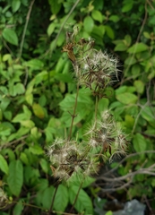 Porophyllum punctatum