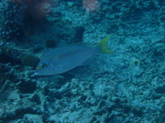 Scolopsis monogramma