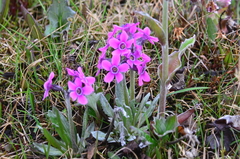 Primula pumila