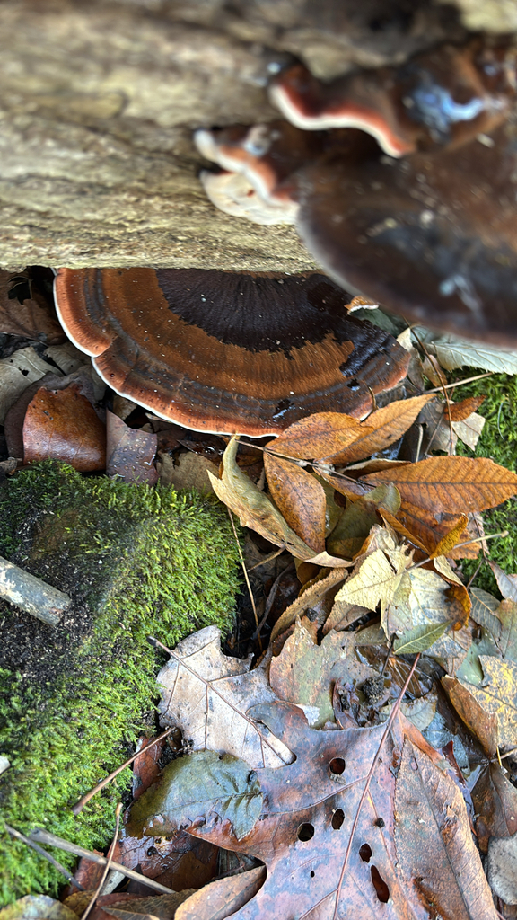 Ischnoderma resinosum · November 2025 · photo: © americancarpenter4 (iNaturalist, cc-by)