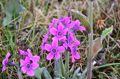 Primula pumila
