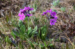 Primula pumila