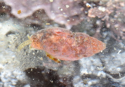 Amphissa versicolor