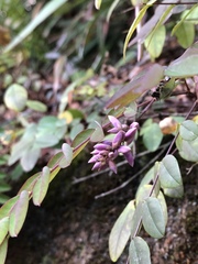 Indigofera venulosa