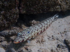Parapercis clathrata