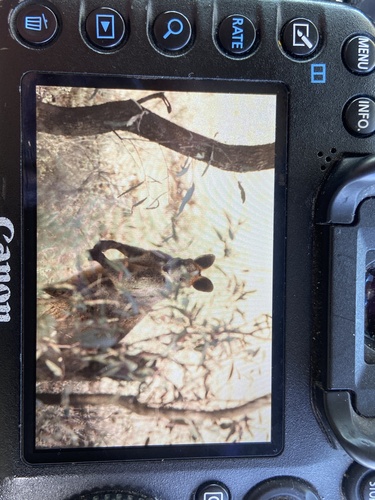 Swamp Wallaby