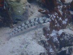 Parapercis tetracantha