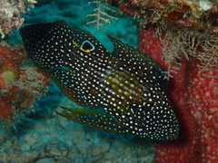 Calloplesiops altivelis