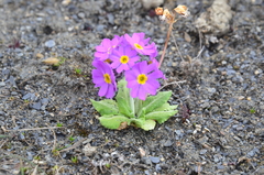 Primula borealis