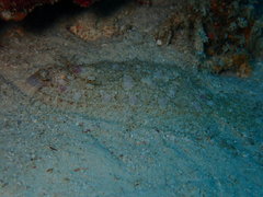Samariscus triocellatus