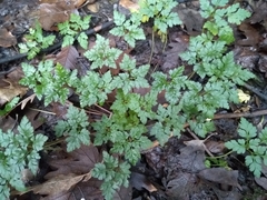 Geranium robertianum