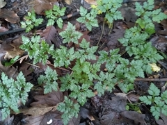 Geranium robertianum