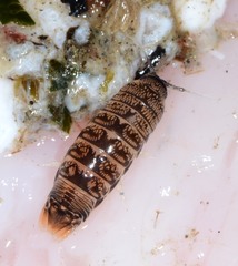 Cirolana harfordi