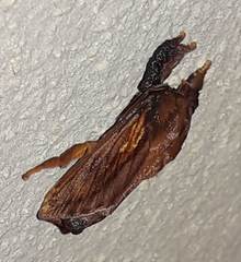 Lasiocampoidea