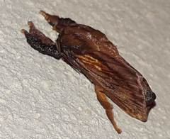 Lasiocampoidea