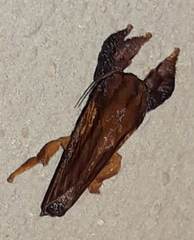 Lasiocampoidea