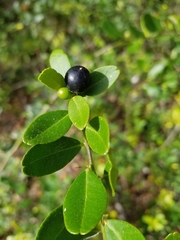 Image of Severinia buxifolia