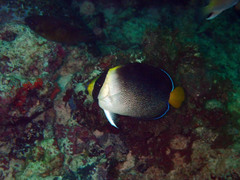 Chaetodontoplus mesoleucus