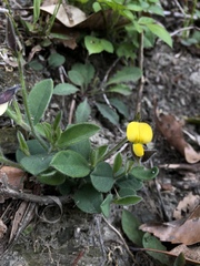 Crotalaria ferruginea