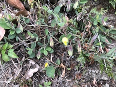 Crotalaria ferruginea