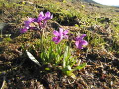 Primula pumila