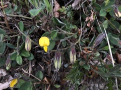 Crotalaria ferruginea