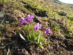 Primula pumila