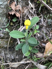 Crotalaria ferruginea