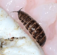Cirolana harfordi