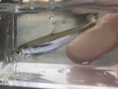 Notropis amabilis