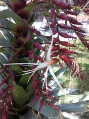 Alcantarea imperialis