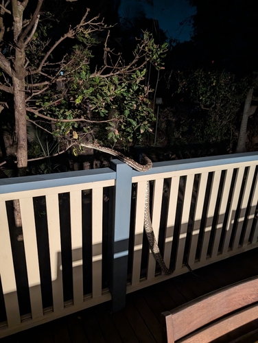 Coastal Carpet Python sighting