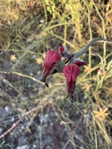 Euphorbia personata, photograph 3
