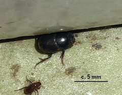 Onthophagus vinctus