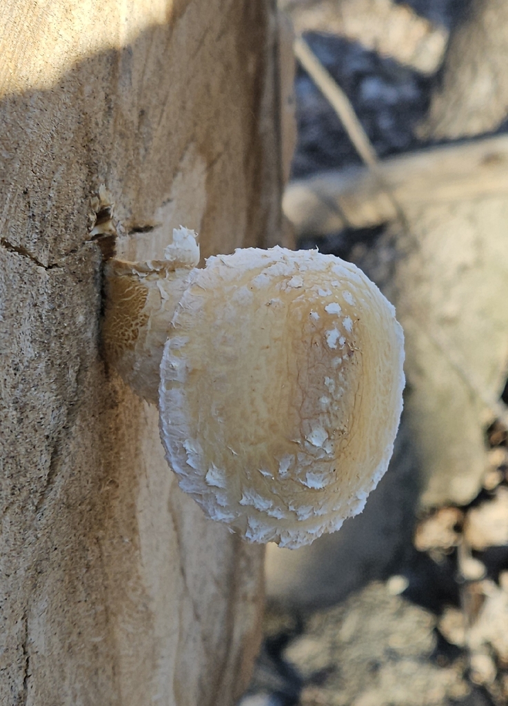 Hemipholiota populnea · November 2025 · photo: © mcski (iNaturalist, cc0)