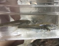 Notropis amabilis