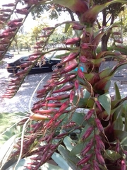 Alcantarea imperialis
